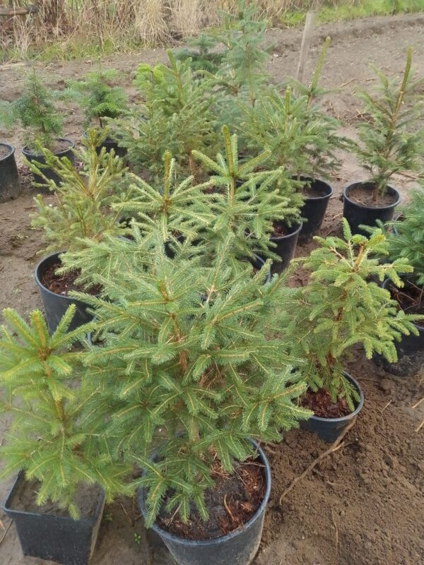 Adoptiekerstboom - vier maten!